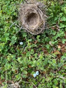 nest